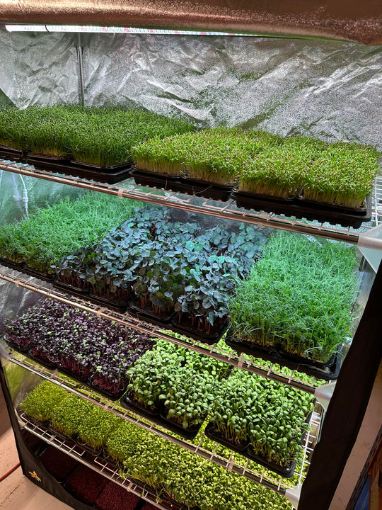 Microgreens Starterpack Organic