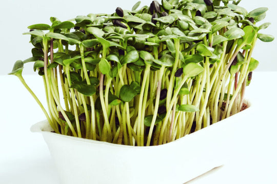 Sunflower Microgreens