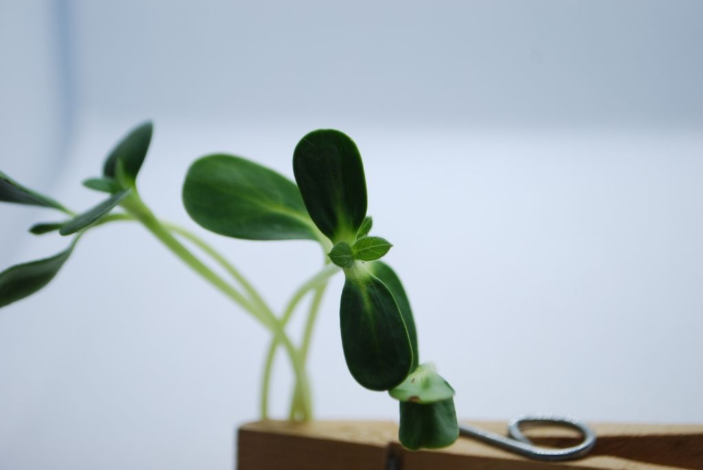 Sunflower Microgreens