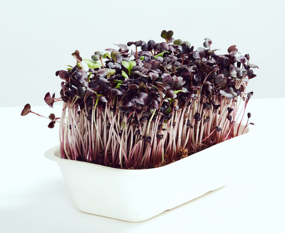 Violet Radise Økologisk 